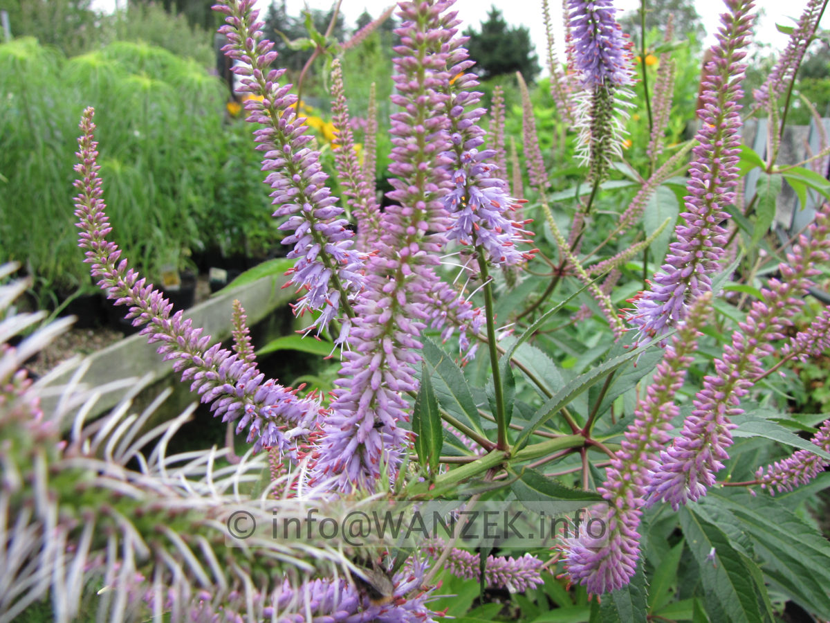 Veronicastrum virginicum Fascination 03 Bluete.JPG